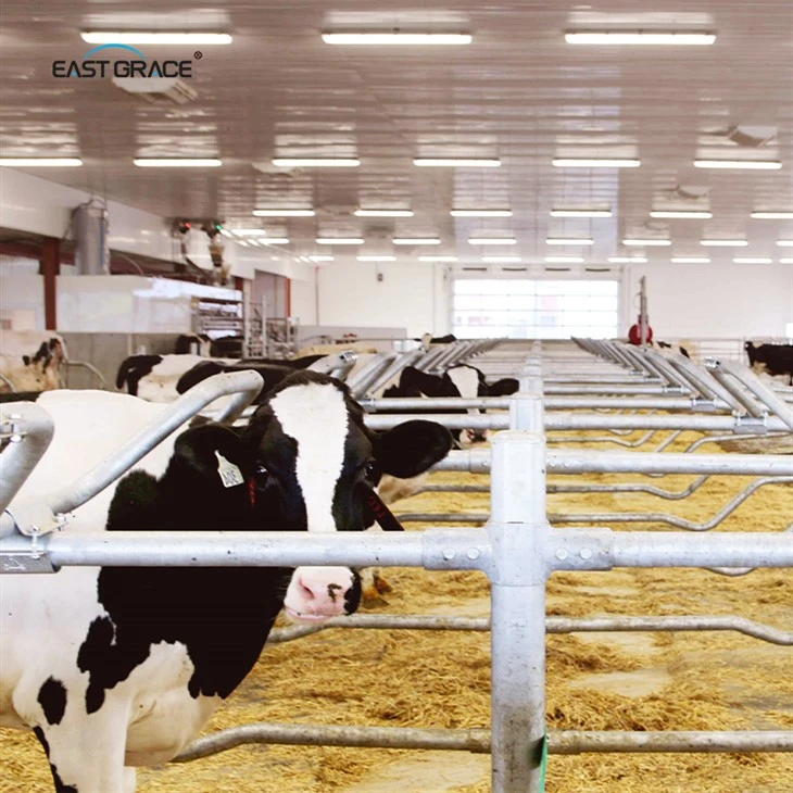 LED Cow Poultry Light